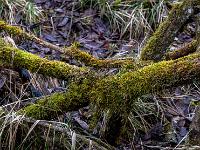 Detail von bemoostem Baumteil